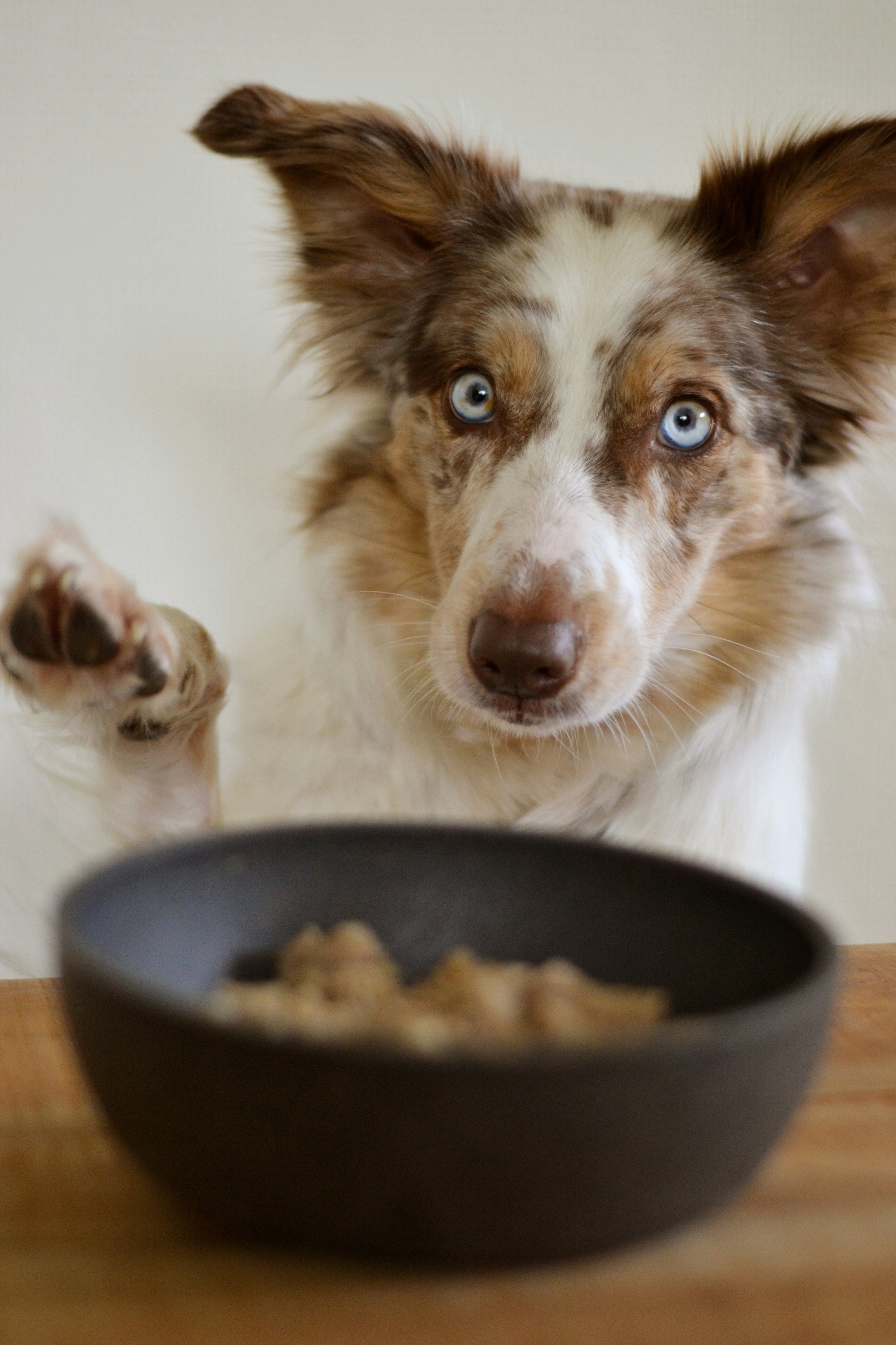 Why Gut Health Matters for Dogs: The Role of Probiotics and Prebiotics