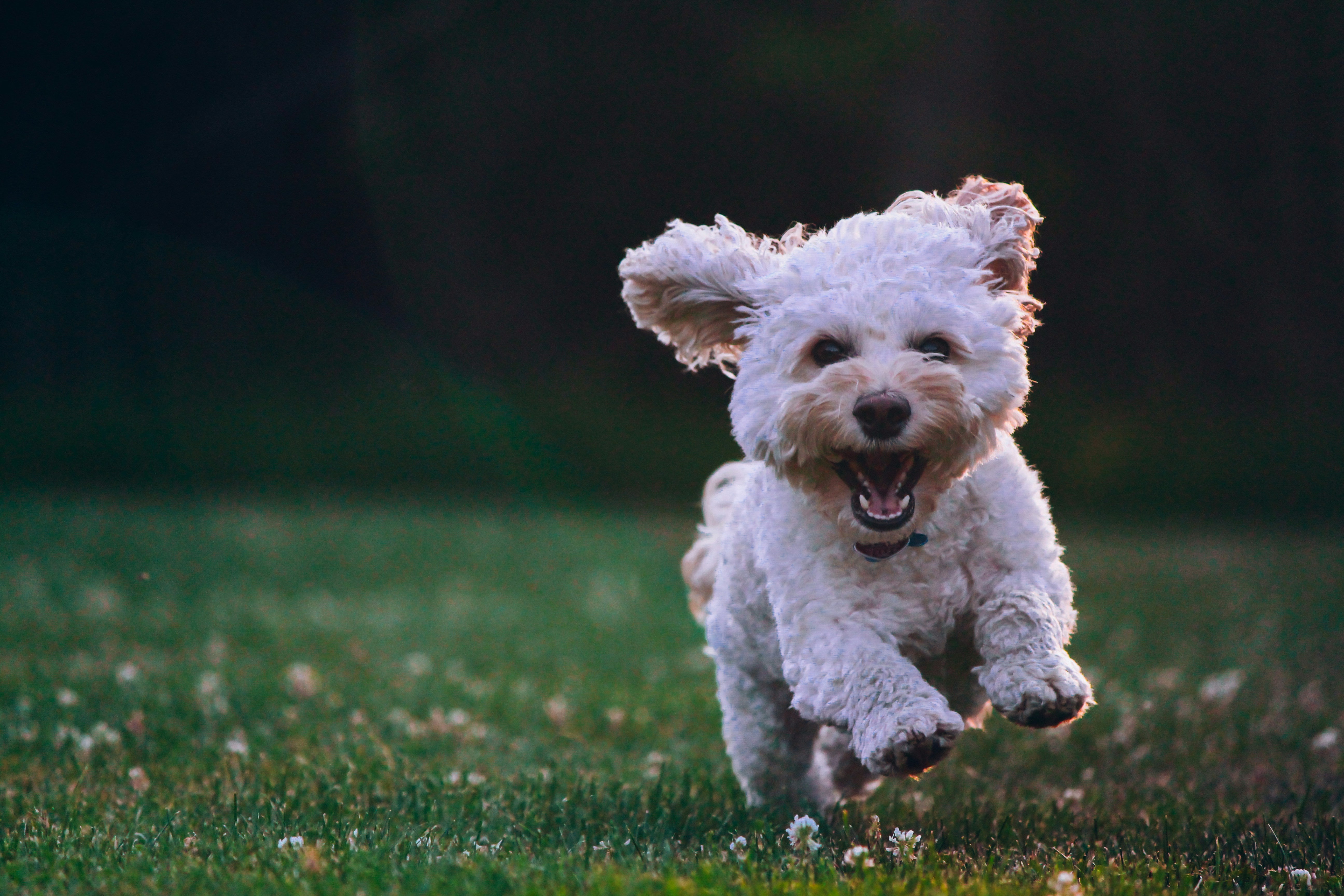 How to Keep Your Dog Calm: Tips for a Happier, Healthier and more Relaxed Pup