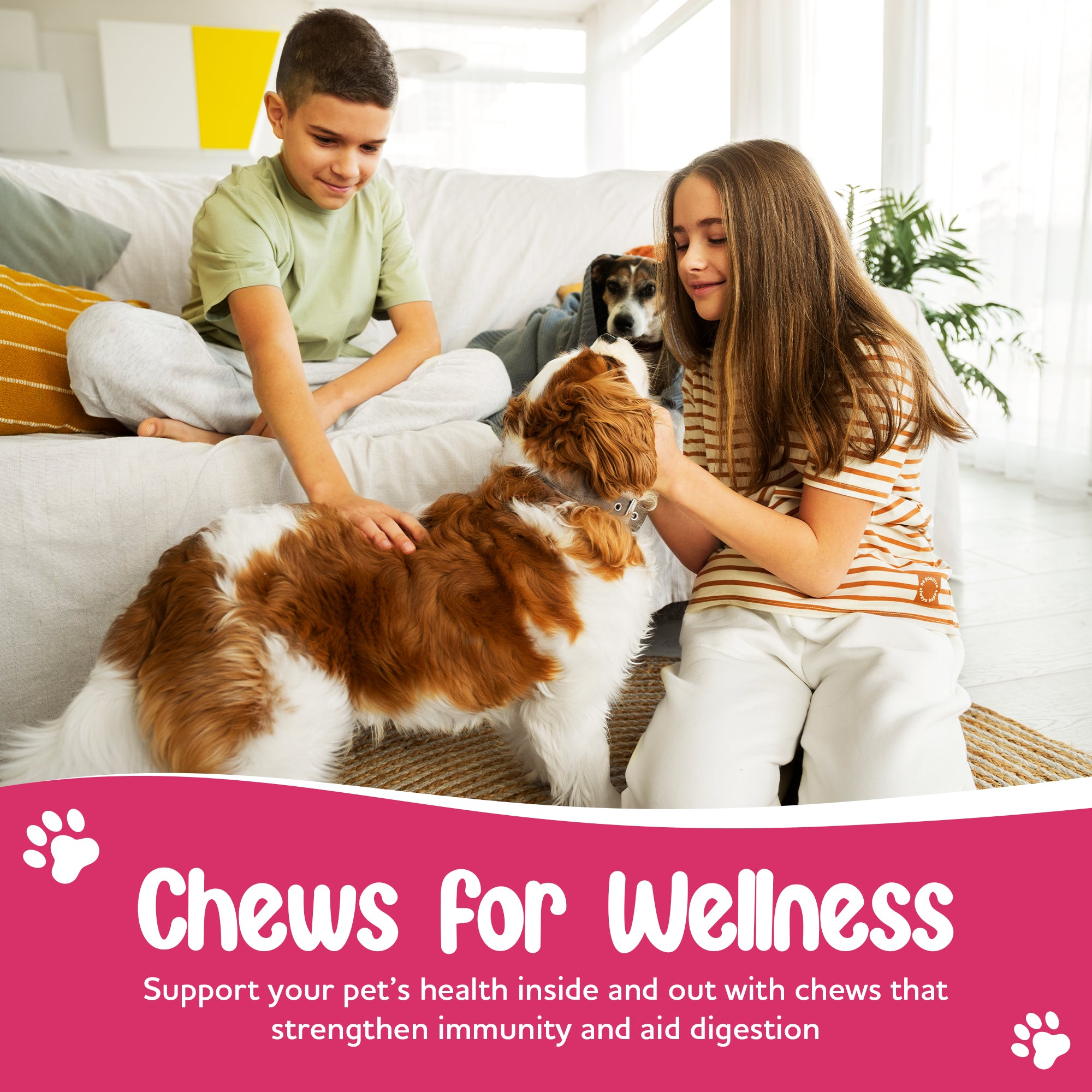 Probiotic Chews for Dogs